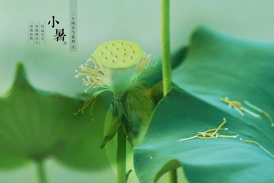 倏忽溫風至，因循小暑來!